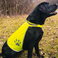 Chaleco reflectante para perros unisex Vest Dogs. .